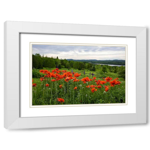 Canada, New Brunswick Flowers and St John River White Modern Wood Framed Art Print with Double Matting by Anon, Ellen