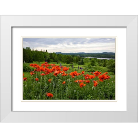 Canada, New Brunswick Flowers and St John River White Modern Wood Framed Art Print with Double Matting by Anon, Ellen