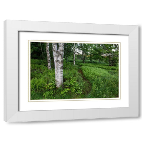 Canada, New Brunswick Forest scenic White Modern Wood Framed Art Print with Double Matting by Anon, Ellen
