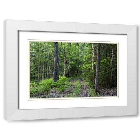 Canada, New Brunswick Forest scenic White Modern Wood Framed Art Print with Double Matting by Anon, Ellen