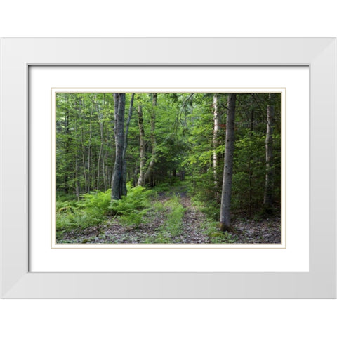 Canada, New Brunswick Forest scenic White Modern Wood Framed Art Print with Double Matting by Anon, Ellen