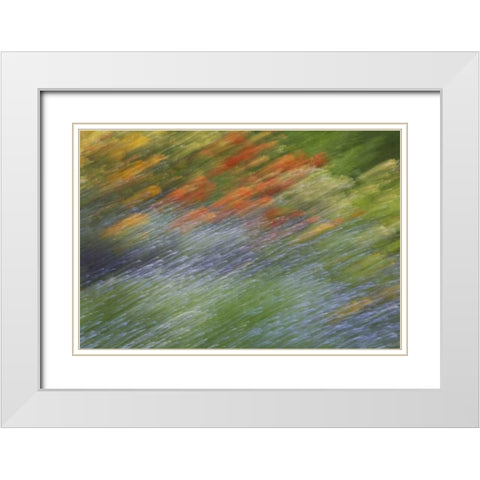 Canada Abstract blur of garden colors White Modern Wood Framed Art Print with Double Matting by Anon, Ellen