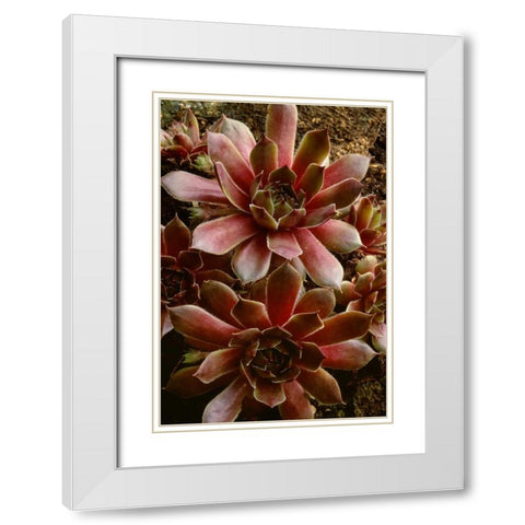 Canada Succulent plant close-up White Modern Wood Framed Art Print with Double Matting by Bush, Marie