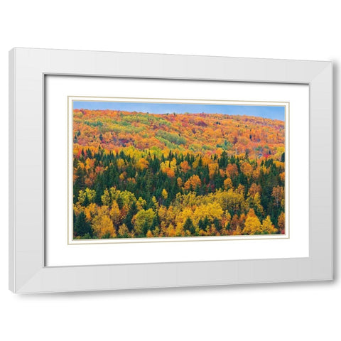 Canada-New Brunswick-Aroostook Acadian forest in autumn foliage White Modern Wood Framed Art Print with Double Matting by Jaynes Gallery