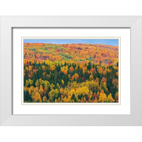 Canada-New Brunswick-Aroostook Acadian forest in autumn foliage White Modern Wood Framed Art Print with Double Matting by Jaynes Gallery