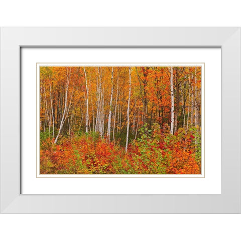 Canada-New Brunswick-Gagetown Acadian forest in autumn foliage White Modern Wood Framed Art Print with Double Matting by Jaynes Gallery