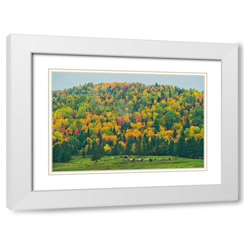 Canada-New Brunswick-Saint-Jacques Acadian forest in autumn foliage White Modern Wood Framed Art Print with Double Matting by Jaynes Gallery