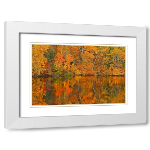 Canada-New Brunswick-Mactaquac Autumn forest reflected in Saint John River White Modern Wood Framed Art Print with Double Matting by Jaynes Gallery