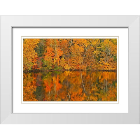 Canada-New Brunswick-Mactaquac Autumn forest reflected in Saint John River White Modern Wood Framed Art Print with Double Matting by Jaynes Gallery