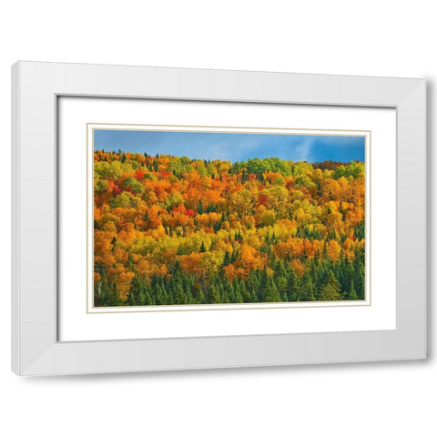 Canada-New Brunswick-Saint-Joseph Forest in autumn foliage White Modern Wood Framed Art Print with Double Matting by Jaynes Gallery