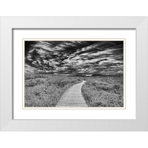 Canada-Newfoundland-Gros Morne National Park Boardwalk through underbrush White Modern Wood Framed Art Print with Double Matting by Jaynes Gallery