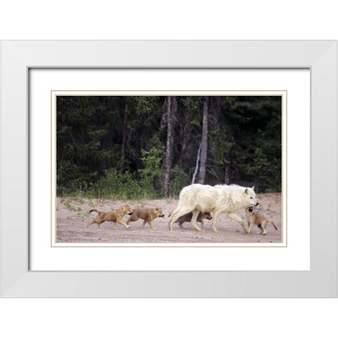 Canada, Great Slave Lake Wild gray wolf and pups White Modern Wood Framed Art Print with Double Matting by Welling, Dave