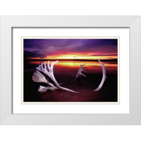 Canada, Whitefish Lake Sunset on caribou antlers White Modern Wood Framed Art Print with Double Matting by Welling, Dave