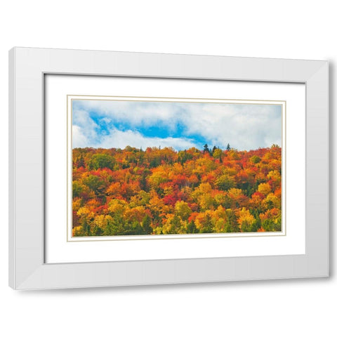 Canada-Nova Scotia-Indian Brook Forest in autumn foliage White Modern Wood Framed Art Print with Double Matting by Jaynes Gallery