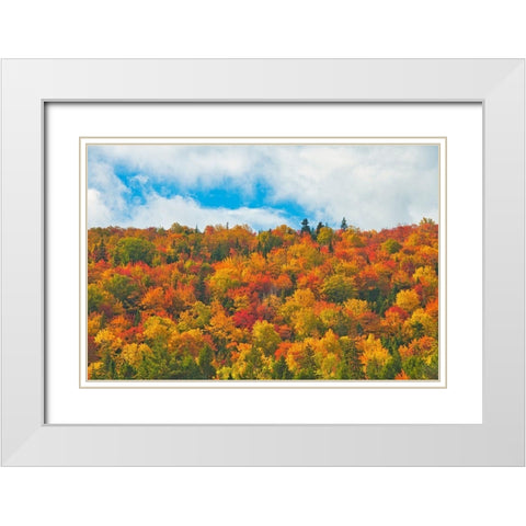 Canada-Nova Scotia-Indian Brook Forest in autumn foliage White Modern Wood Framed Art Print with Double Matting by Jaynes Gallery