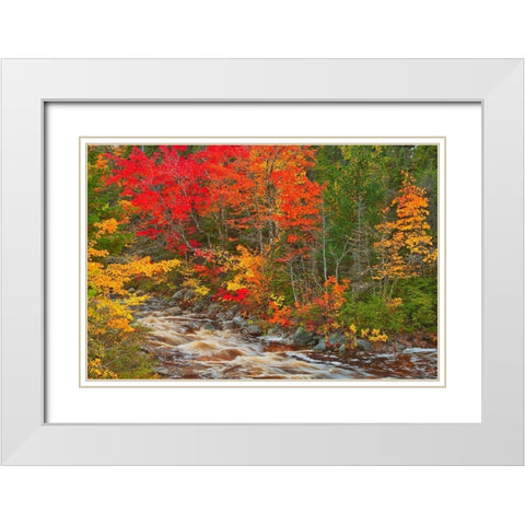 Canada-Nova Scotia Mary-Anne Falls and forest in autumn foliage White Modern Wood Framed Art Print with Double Matting by Jaynes Gallery