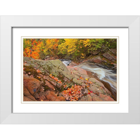Canada-Nova Scotia Mary-Anne Falls and forest in autumn foliage White Modern Wood Framed Art Print with Double Matting by Jaynes Gallery