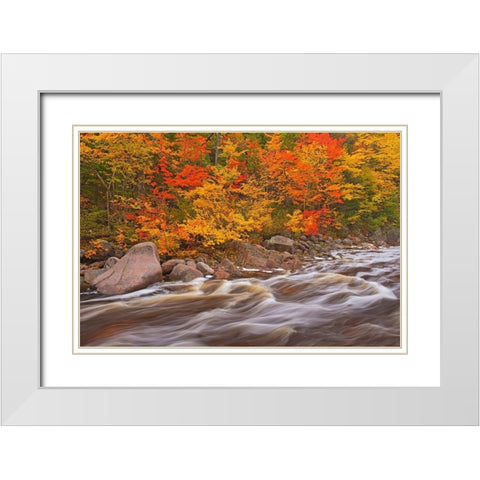 Canada-Nova Scotia Mary-Anne Falls and forest in autumn foliage White Modern Wood Framed Art Print with Double Matting by Jaynes Gallery