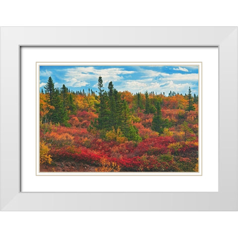 Canada-Nova Scotia-Cape Breton Island Forest in autumn foliage White Modern Wood Framed Art Print with Double Matting by Jaynes Gallery