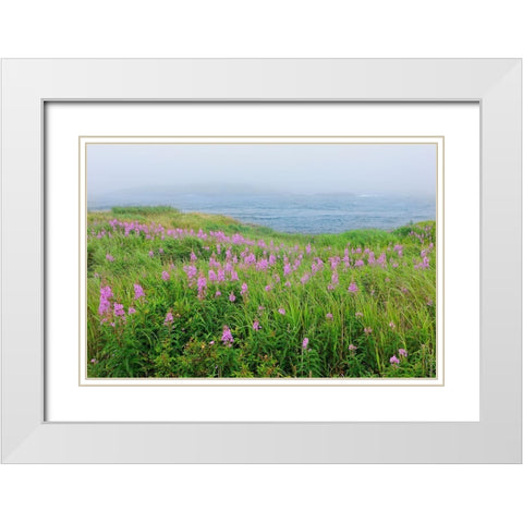 Canada-Nova Scotia-Bay of Fundy Fireweed and fog on bay White Modern Wood Framed Art Print with Double Matting by Jaynes Gallery