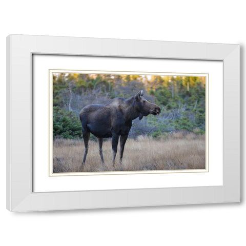 Canada-Nova Scotia-Cape Breton Highlands National Park White Modern Wood Framed Art Print with Double Matting by Wall, Patrick J.