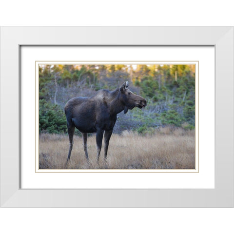 Canada-Nova Scotia-Cape Breton Highlands National Park White Modern Wood Framed Art Print with Double Matting by Wall, Patrick J.