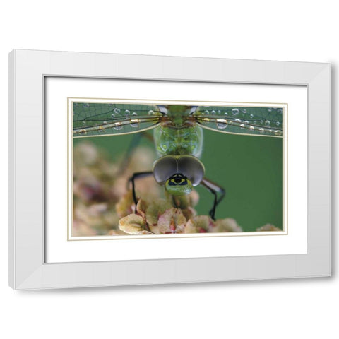 Canada, Ontario, Green Darner on flower White Modern Wood Framed Art Print with Double Matting by Rotenberg, Nancy