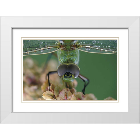 Canada, Ontario, Green Darner on flower White Modern Wood Framed Art Print with Double Matting by Rotenberg, Nancy