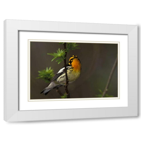 Canada, Ontario Male blackburnian warbler White Modern Wood Framed Art Print with Double Matting by Morris, Arthur