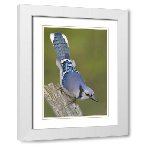 Canada, Rondeau PP Inquisitive blue jay on limb White Modern Wood Framed Art Print with Double Matting by Morris, Arthur