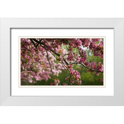 Canada, Ontario, Ottawa Cherry blossoms White Modern Wood Framed Art Print with Double Matting by Young, Bill