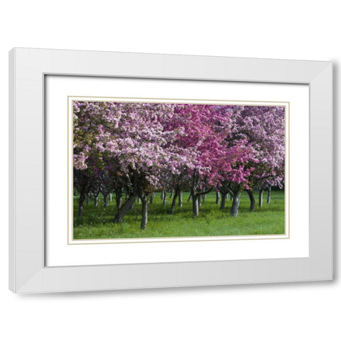 Canada, Ontario, Ottawa Grove of cherry trees White Modern Wood Framed Art Print with Double Matting by Young, Bill