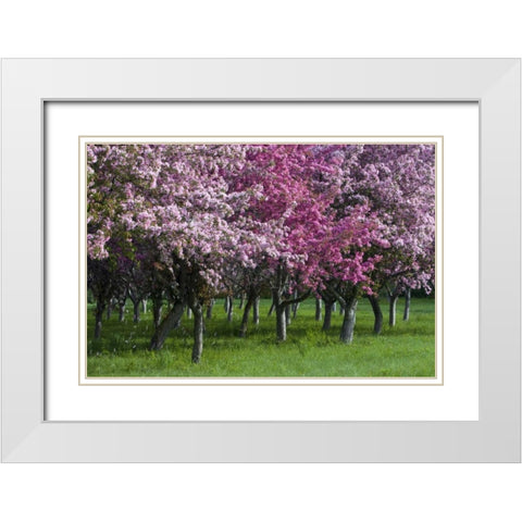 Canada, Ontario, Ottawa Grove of cherry trees White Modern Wood Framed Art Print with Double Matting by Young, Bill