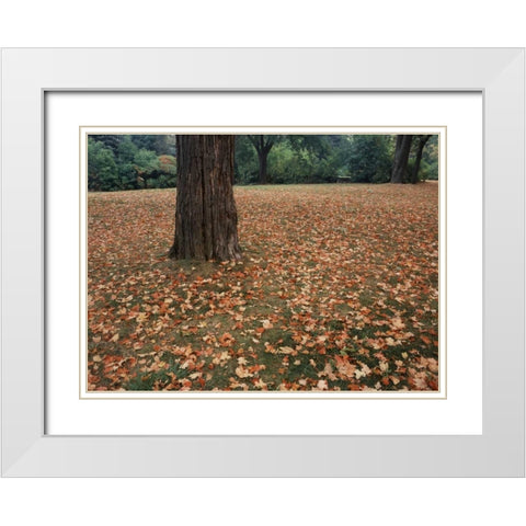 Canada, Ontario, Kitchener, Urban Park White Modern Wood Framed Art Print with Double Matting by Grandmaison, Mike