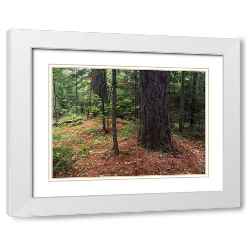 Canada, Ontario, Temagami, old growth pine forest White Modern Wood Framed Art Print with Double Matting by Grandmaison, Mike