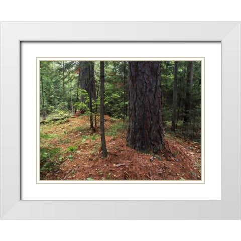 Canada, Ontario, Temagami, old growth pine forest White Modern Wood Framed Art Print with Double Matting by Grandmaison, Mike