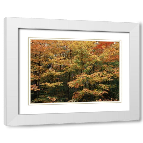 Canada, Ontario, Gravenhurst, forest in autumn White Modern Wood Framed Art Print with Double Matting by Grandmaison, Mike