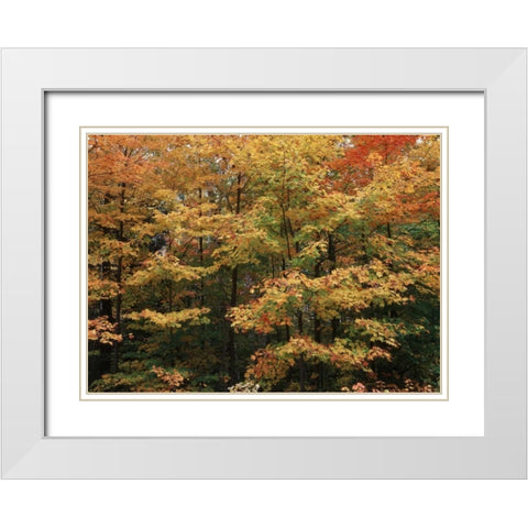 Canada, Ontario, Gravenhurst, forest in autumn White Modern Wood Framed Art Print with Double Matting by Grandmaison, Mike