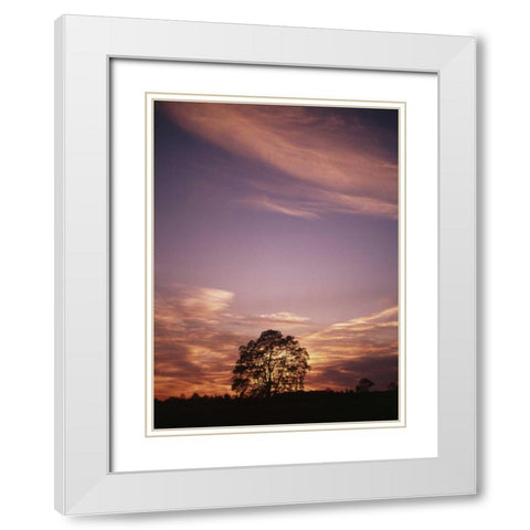 Canada, Ontario, Breslau, tree at sunset White Modern Wood Framed Art Print with Double Matting by Grandmaison, Mike