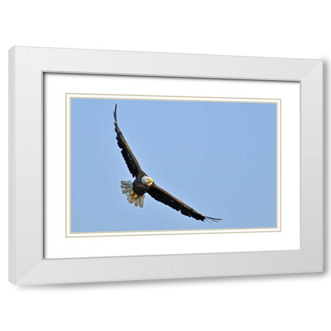 Canada, Ontario, Ear Falls Bald Eagle in flight White Modern Wood Framed Art Print with Double Matting by Grandmaison, Mike