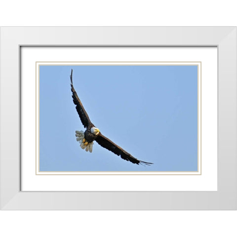 Canada, Ontario, Ear Falls Bald Eagle in flight White Modern Wood Framed Art Print with Double Matting by Grandmaison, Mike