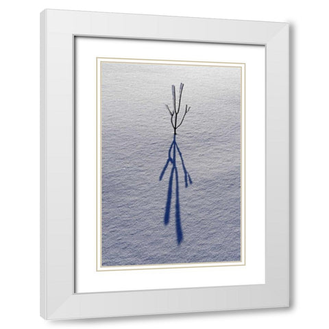 Canada, Ontario, Bourget Plant shadow on snow White Modern Wood Framed Art Print with Double Matting by Grandmaison, Mike