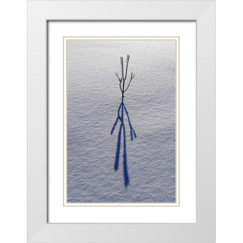 Canada, Ontario, Bourget Plant shadow on snow White Modern Wood Framed Art Print with Double Matting by Grandmaison, Mike