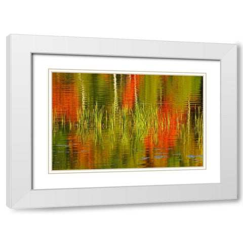 Canada, Baysville Cattails and fall reflections White Modern Wood Framed Art Print with Double Matting by Grandmaison, Mike