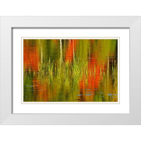 Canada, Baysville Cattails and fall reflections White Modern Wood Framed Art Print with Double Matting by Grandmaison, Mike