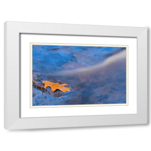 Canada, Ontario, Rosseau River, Oak leaf on rock White Modern Wood Framed Art Print with Double Matting by Grandmaison, Mike