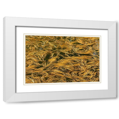 Canada, Ontario Fallen pine needles in water White Modern Wood Framed Art Print with Double Matting by Grandmaison, Mike