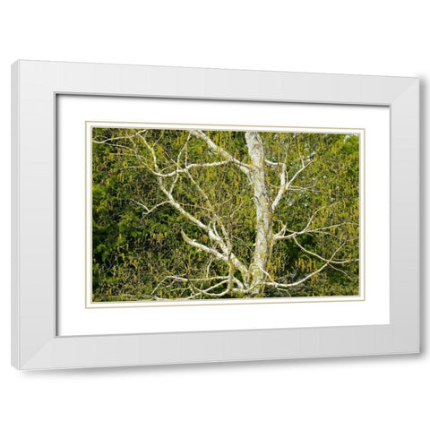 Canada, Dorset Birch tree with catkins in spring White Modern Wood Framed Art Print with Double Matting by Grandmaison, Mike