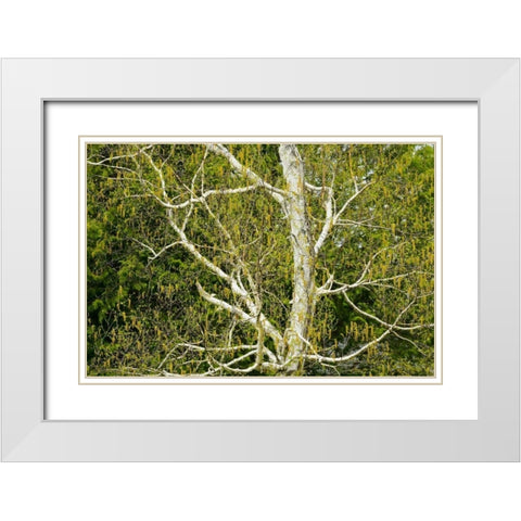 Canada, Dorset Birch tree with catkins in spring White Modern Wood Framed Art Print with Double Matting by Grandmaison, Mike