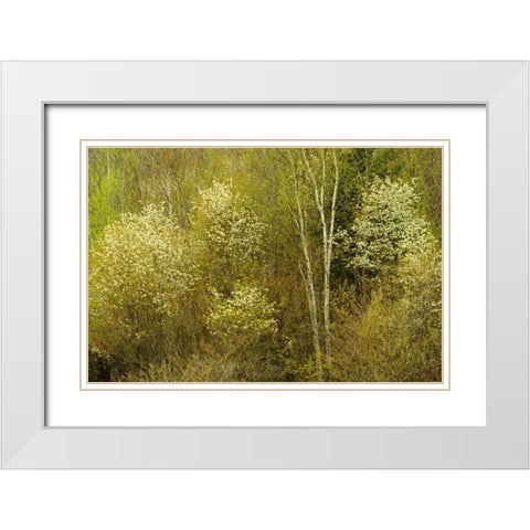 Canada, Utterson Serviceberry in spring foliage White Modern Wood Framed Art Print with Double Matting by Grandmaison, Mike